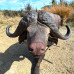 Wildcrete Cape Buffalo